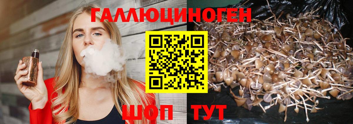 Галлюциногенные грибы Psilocybe Партизанск